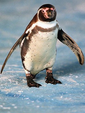 Charly der Pinguin