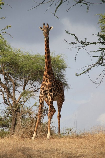 Africké Safari