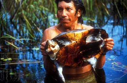 Amazonie