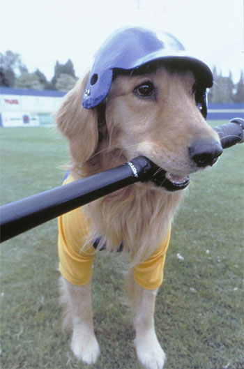 Buddy - hvězda baseballu
