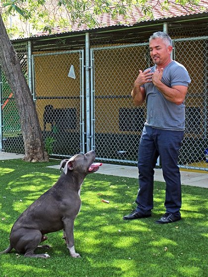 Cesar Millan: láska k pitbulovi