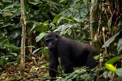Congo, un nouveau pacte avec la forêt