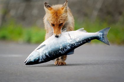 Dárek z ledu: Divoký sever Japonska