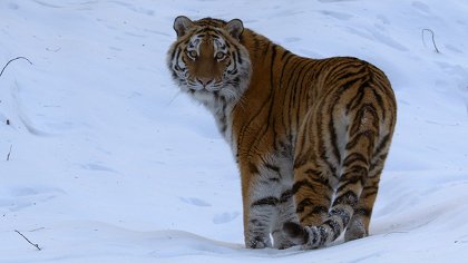 David Attenborough: Život na naší planetě
