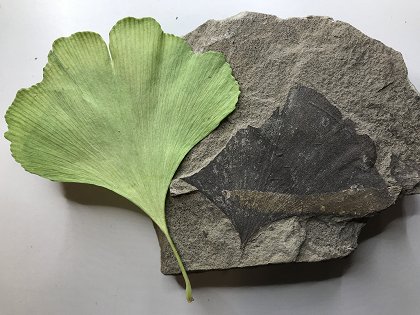 Dinosauři ledového kontinentu