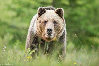 Divoká příroda Slovenska s Niglem Marvenem