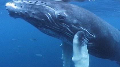 Dobrodružství oceánů: Tanec modrých andělů