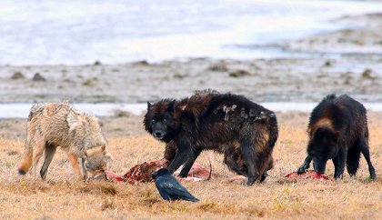 Jak vlci změnili Yellowstone