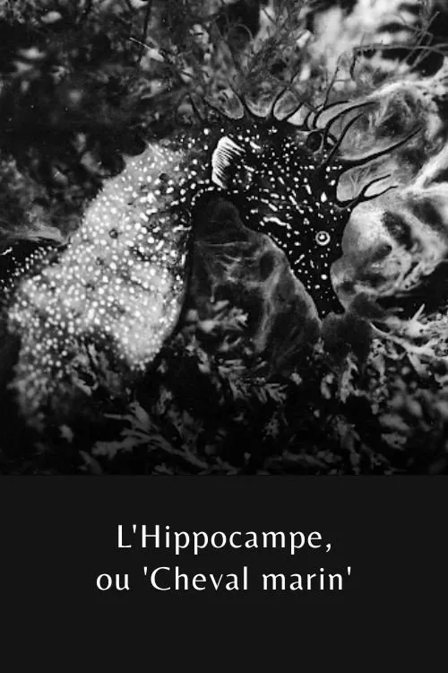 L'Hippocampe