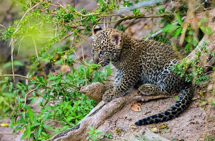 Leopardice