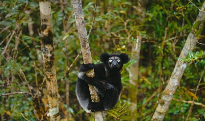 Madagaskar: Království lemurů 3D