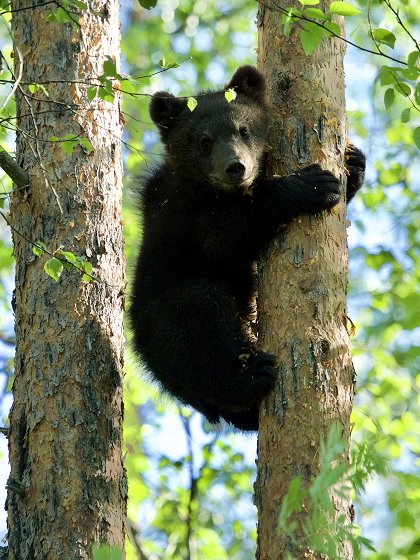 Malí grizzlyové a já