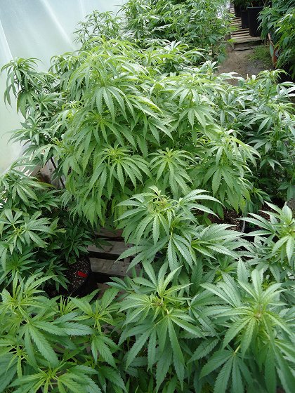 Marihuana: Fakta a mýty