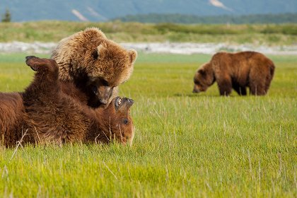 Medvědi grizzly na Aljašce