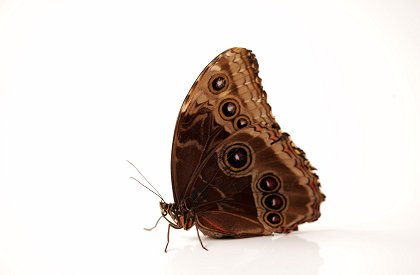 Metamorfóza: Věda proměny