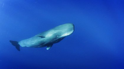 Moby Dick: Srdce velryby