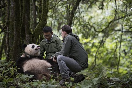 Pandas