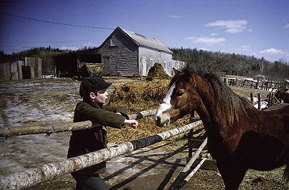 Pit Pony