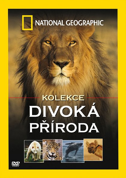 Poslední vzdor velkých medvědů