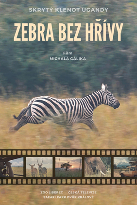 Příběh zebry bez hřívy
