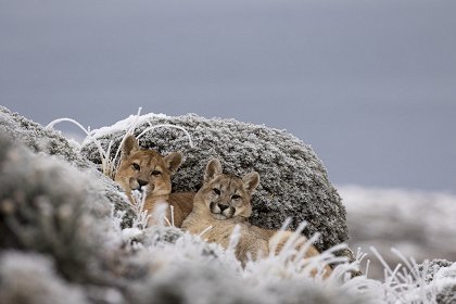 Puma - legenda z pohoří And