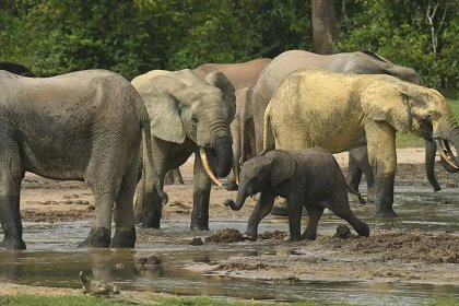 The Elephangelist
