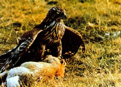 Ultime grida dalla savana