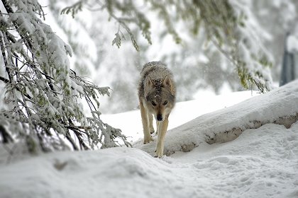 Universum: Dolomiten - Sagenhaftes Juwel der Alpen