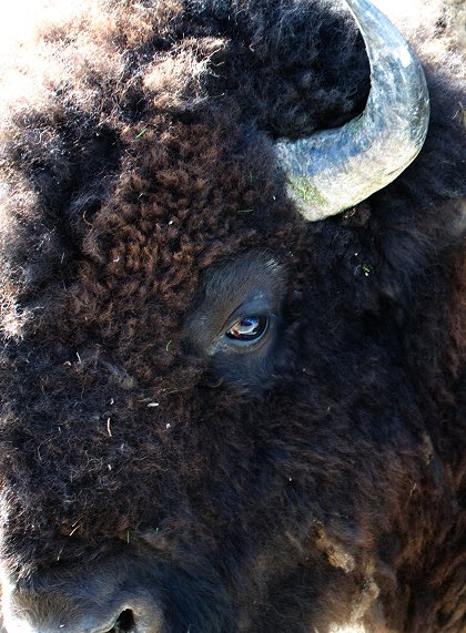 Záhada Yellowstonského parku